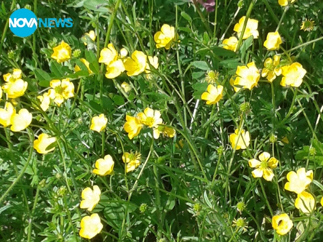 Слънчев ден