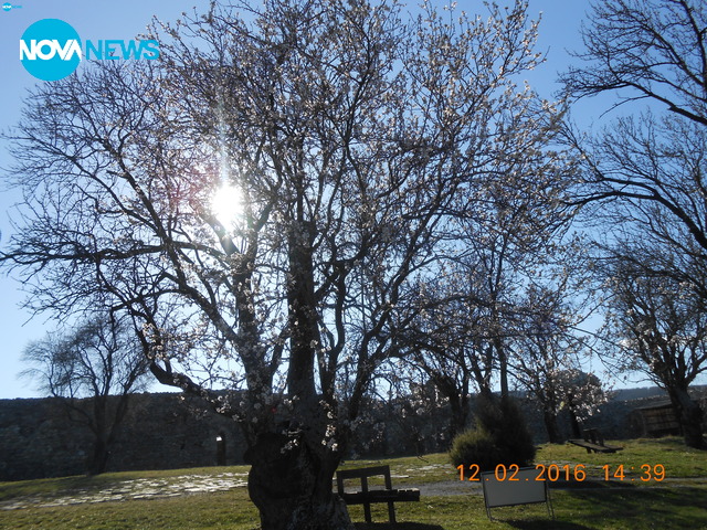 Разцъфнали дървета