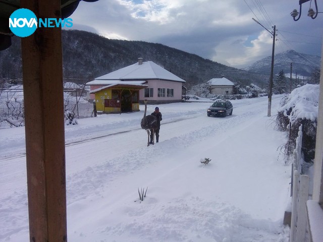 Коледен щраус