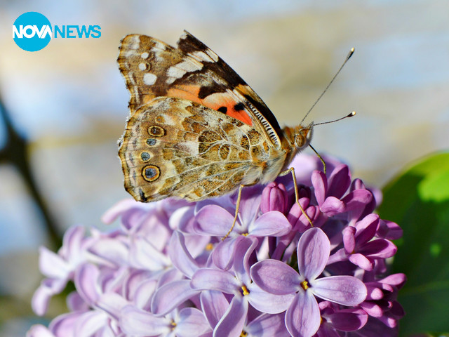 Цветни слънчеви снимки за "Прогноза за времето"