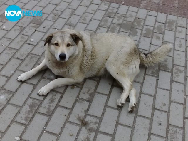 Има и щастливи бездомни кучета