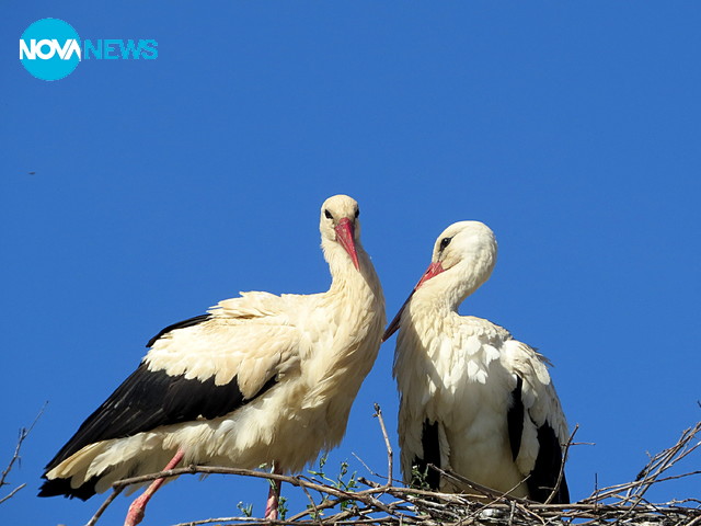 И щъркелите се радват на топлото и слънчево време!