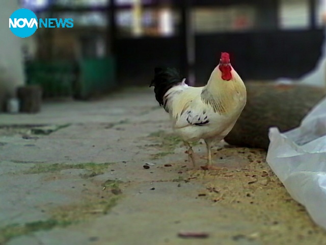 Позира за снимка