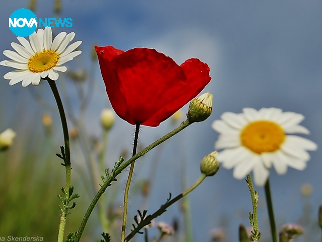 Уханието на полето