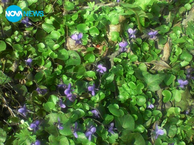 Цвете от Търговище