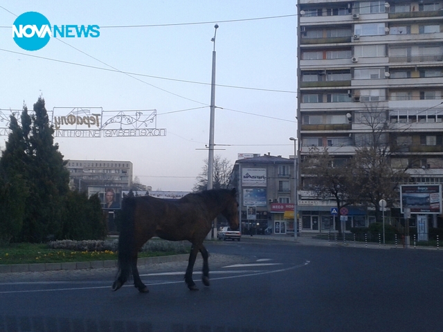 Кон в Пловдив