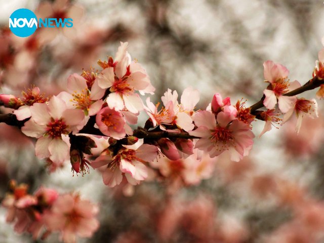 Подранила пролет