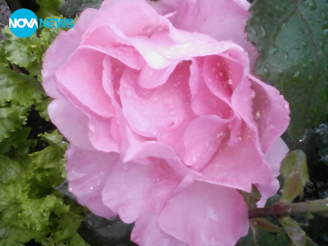 Дъждовни рози