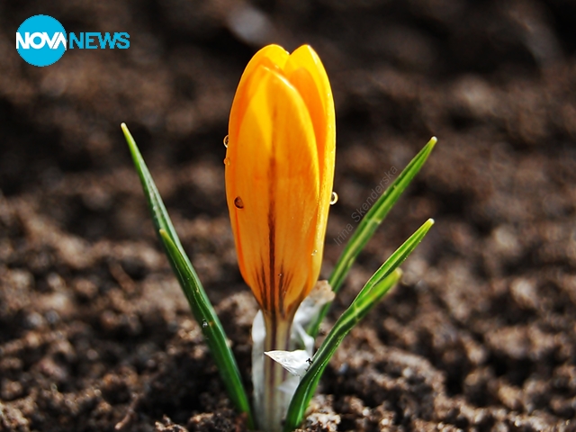 Предвестник на пролетта