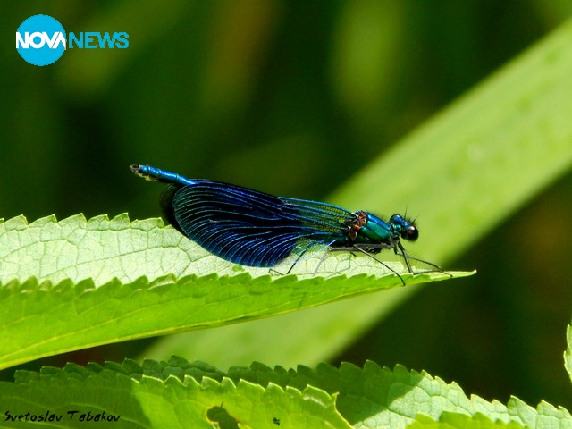 Водно конче
