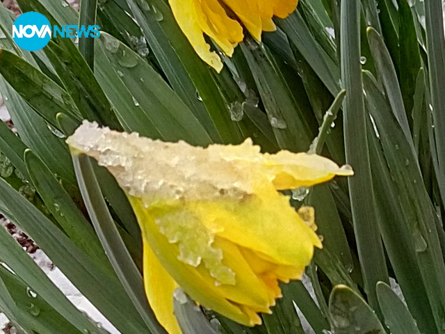 На прошка при баба село Осеновлак