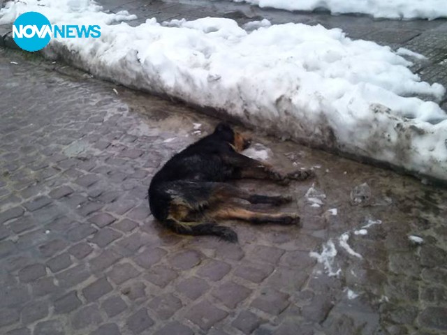 Отравяне на бездомни кучета