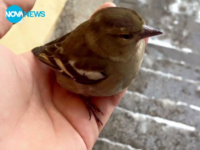 Спасена животинка