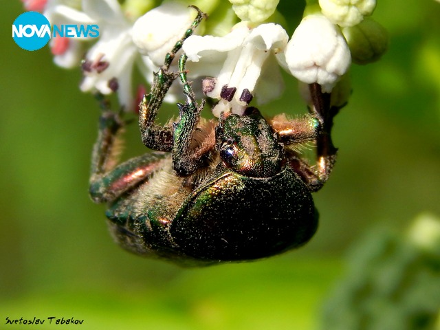 Обикновена златка
