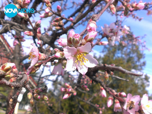 Цъфтящи дървета в Несебър