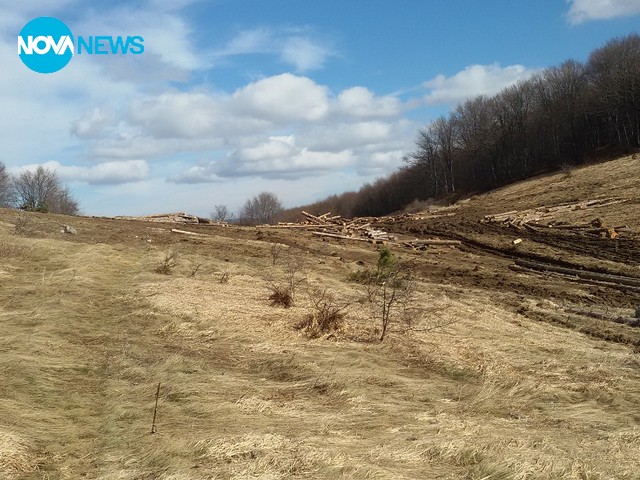 Изсичане на гората над село Дружево