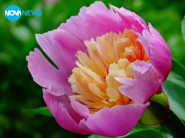 Сезонът на божурите