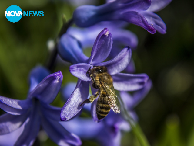 Пролетна пчела