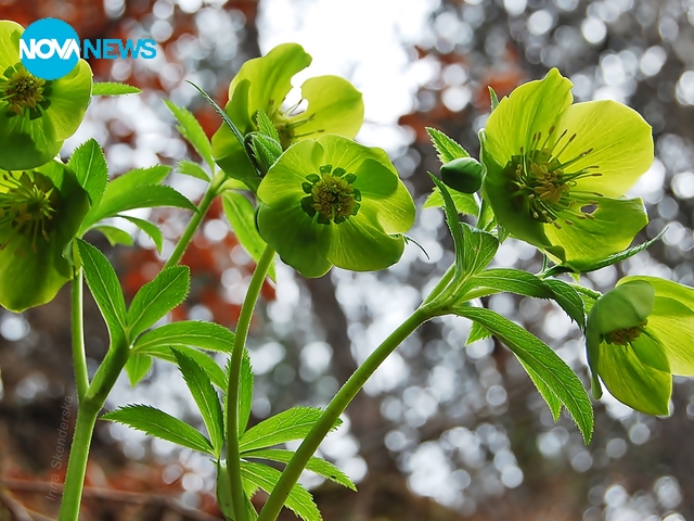 Кукуряк ми се усмихна