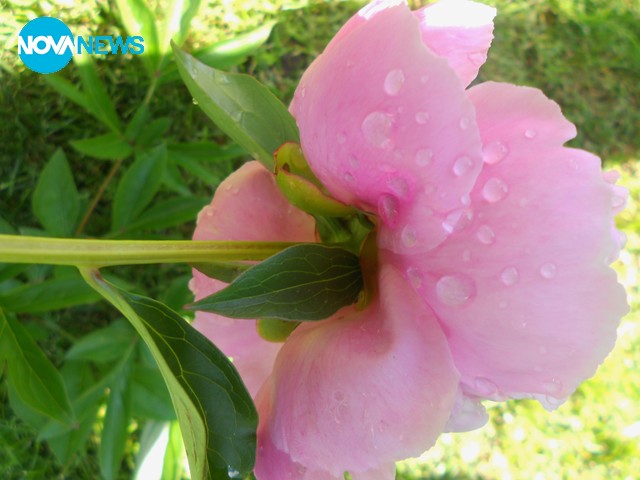 Окъпана от дъжда!