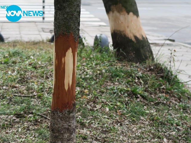 Брутално унищожаване на дървета