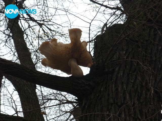 Гъба "кацнала"на едно дърво...