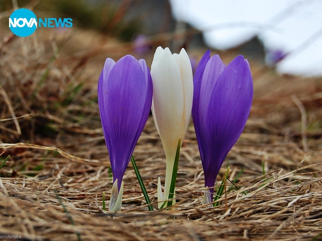 В Рила планина