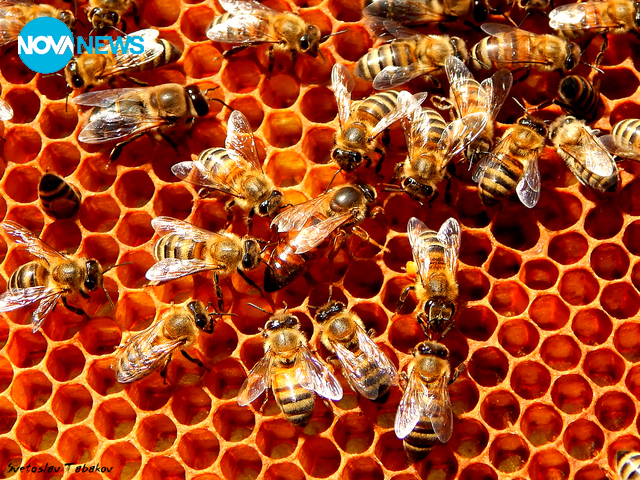 Царицата и нейните работливки :)