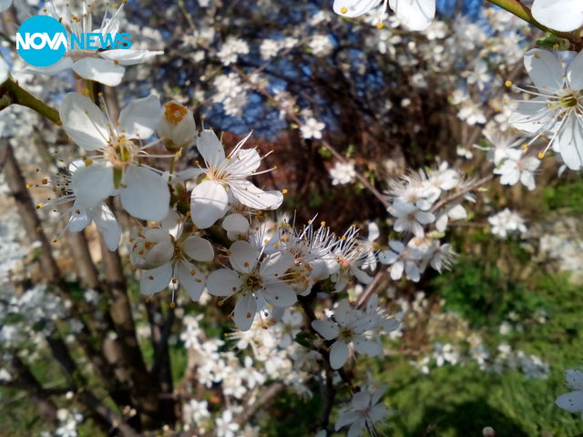 Пролетна красота