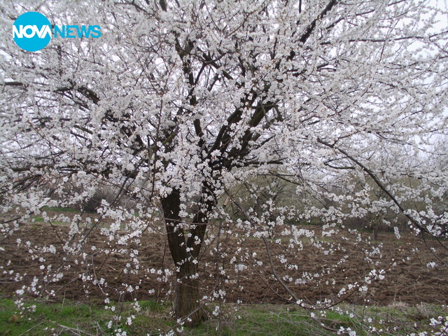 Ухание на пролет