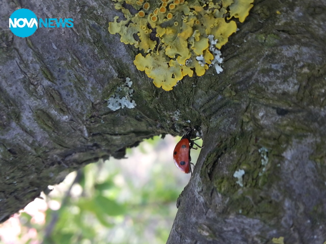 Пролетна калинка