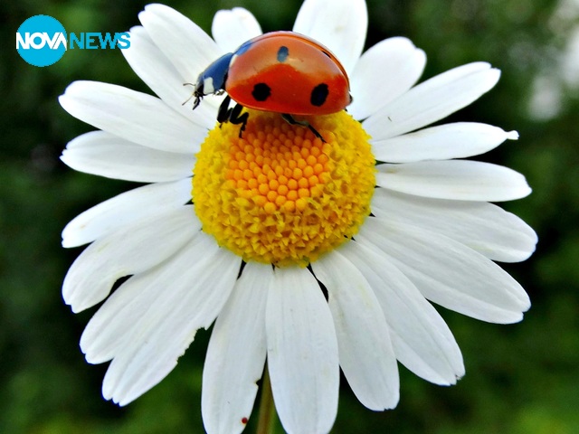 Пролетни снимки