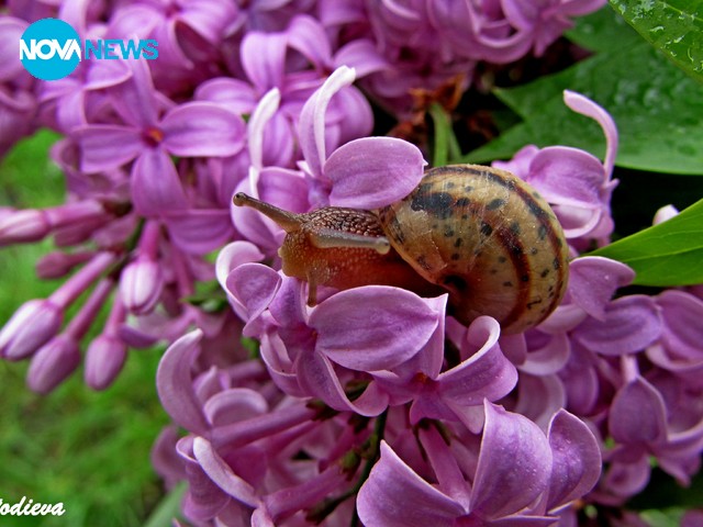 Люлякът ми замириса