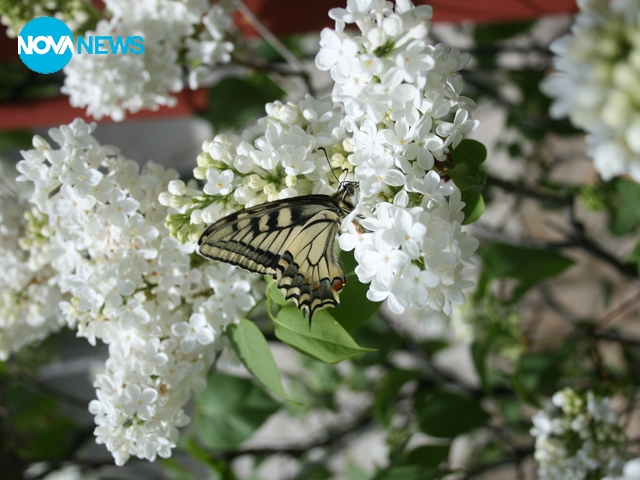 Пролет в с. Горна Козница