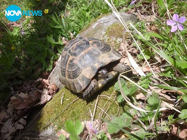 Красота в Странджа планина, с. Габър