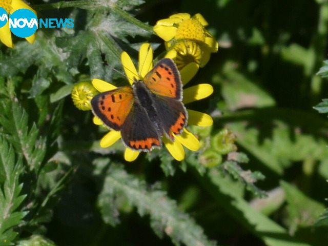 Пролетно настроение