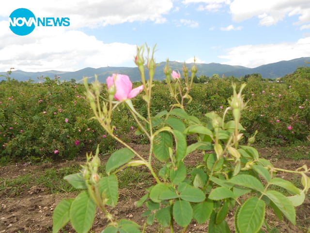 С аромат на рози!