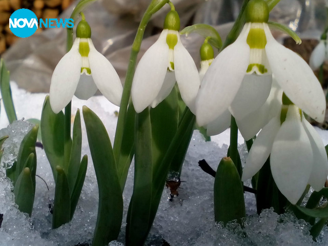 Пролетта чука на вратата