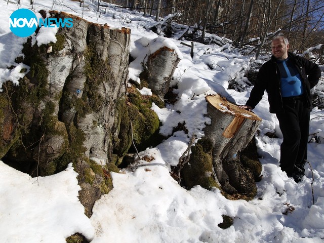 Изсичане на вековни дървета в Природен парк "Витоша"