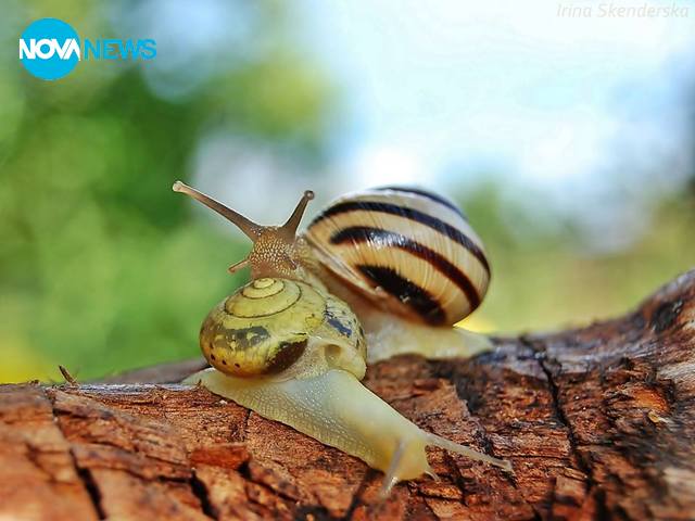 След пролетен дъжд