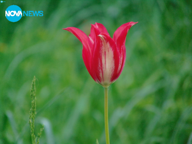 Сред дивото