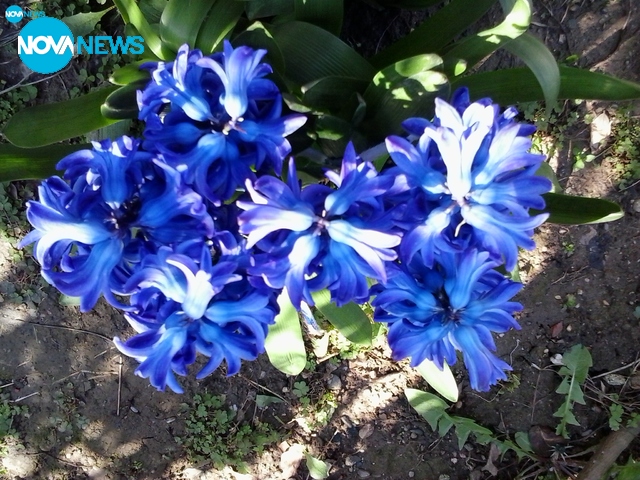 Пролетен букет