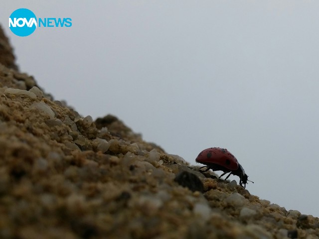 Калинка малинка