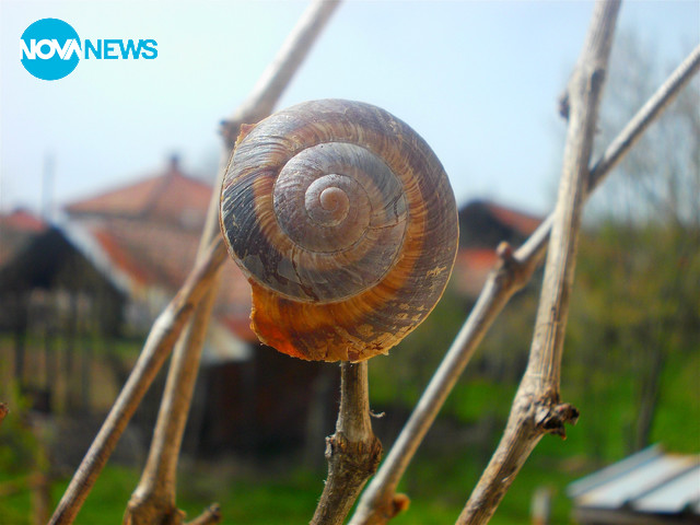 Пролетно ухание