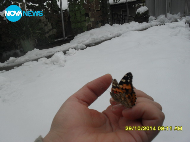 Зимна пеперуда