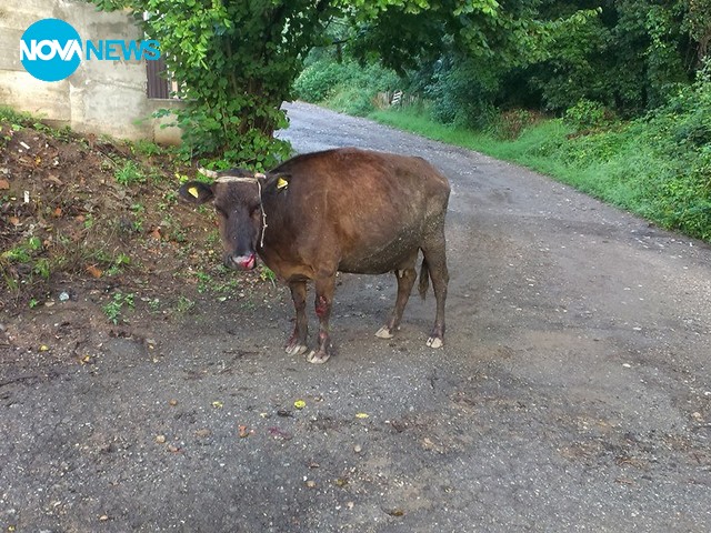 Крава със строшени крака, влачена от кола