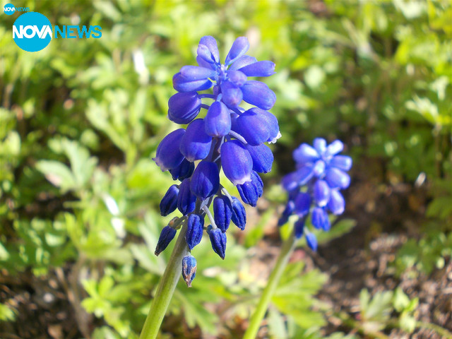 Пролетно ухание