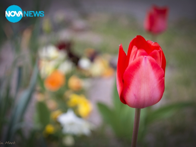 Пролетта ни дава цветно настроение