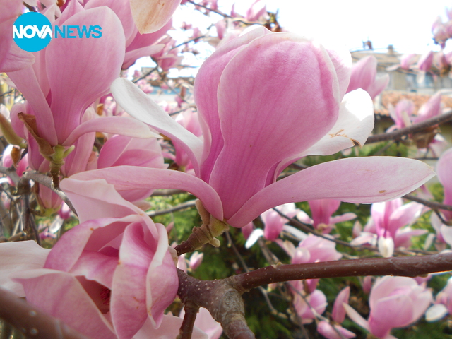 Магнолия-нежна е красива!
