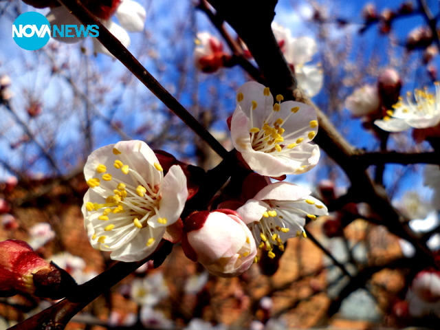 Цъфнало дръвче